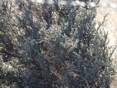 Condalia ericoides