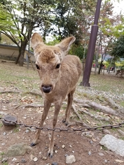 Cervus nippon