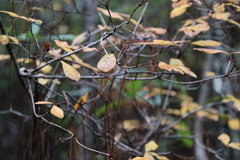 Rhododendron serrulatum