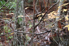 Rhododendron serrulatum