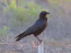 Corvus bennetti