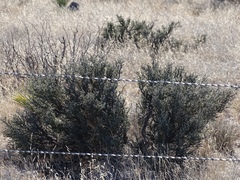 Condalia ericoides