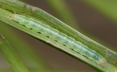 Epiphryne verriculata