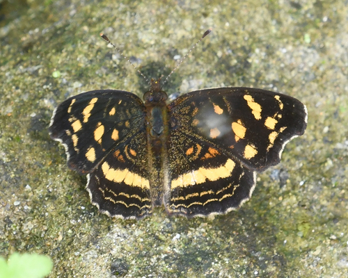 Orange-patched Crescent