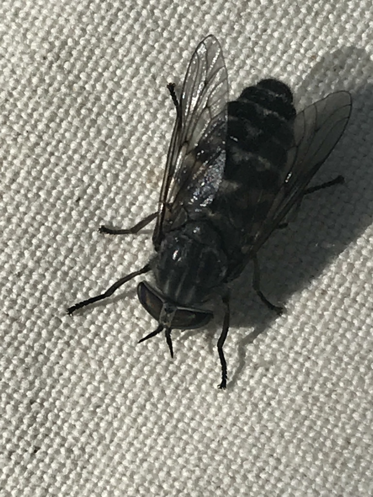 Hybomitra osburni