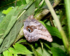 Caligo illioneus