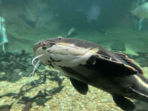 Red Tail Catfish