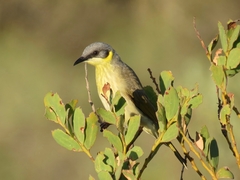 Ptilotula keartlandi