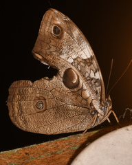 Opsiphanes tamarindi