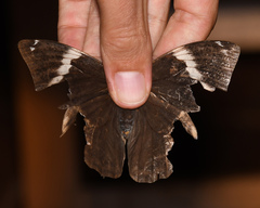 Opsiphanes tamarindi