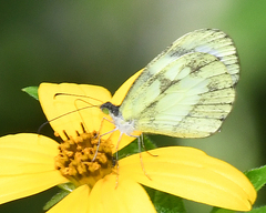 Dismorphia zathoe pallidula