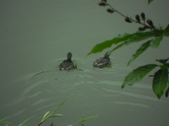 Tachybaptus dominicus