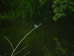 Tachycineta albiventer