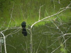 Crotophaga major
