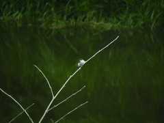 Tachycineta albiventer