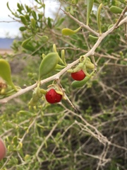 Lycium brevipes