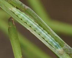 Epiphryne verriculata