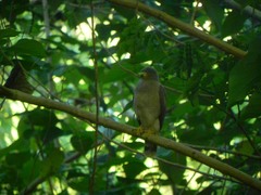 Rupornis magnirostris