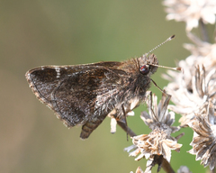 Cymaenes odilia