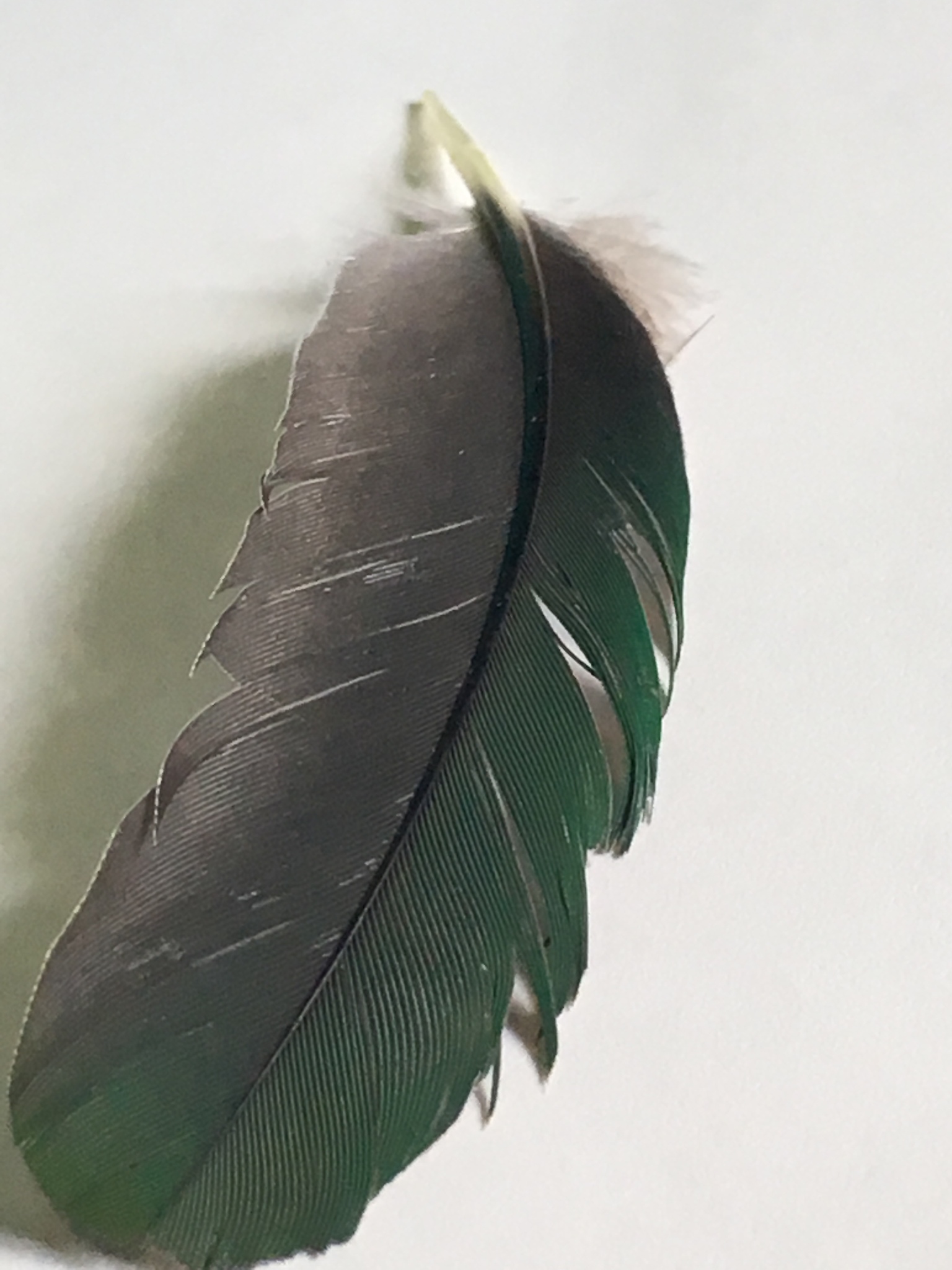 Crimson-crowned Fruit-Dove (Ptilinopus porphyraceus)