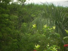 Pitangus sulphuratus