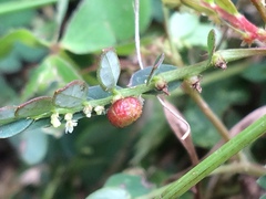Phyllanthus urinaria hookeri