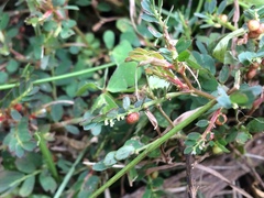 Phyllanthus urinaria hookeri