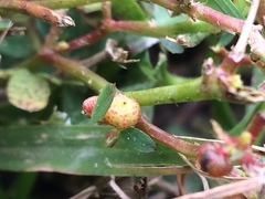 Phyllanthus urinaria hookeri