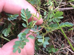 Phyllanthus urinaria hookeri