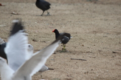 Gallinula galeata cachinnans