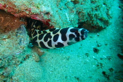 Gymnothorax favagineus