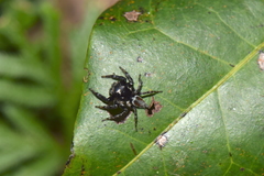 Kalcerrytus