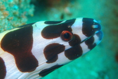 Gymnothorax favagineus