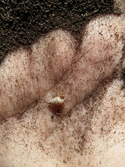 Microceramus texanus
