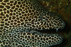 Gymnothorax favagineus