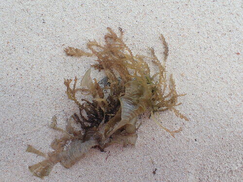 Prickly seaweed