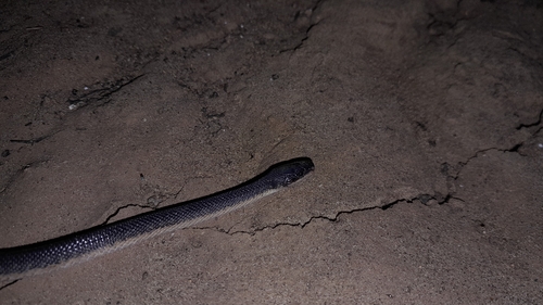 Ankarana Keeled Snake