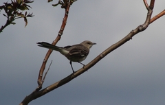 Mimus polyglottos polyglottos