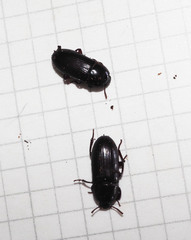 Uloma tenebrionoides