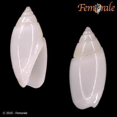 Olivella bullula