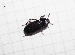 Uloma tenebrionoides
