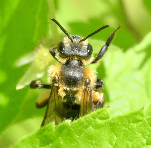 Snowy Mining Bee photo 5