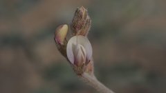 Astragalus aridus
