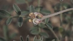 Astragalus aridus