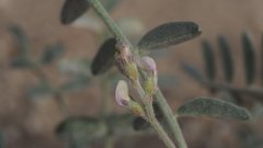 Astragalus aridus