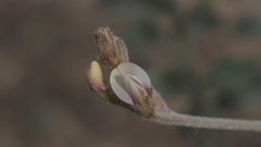 Astragalus aridus