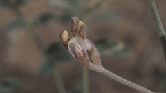Astragalus aridus