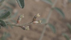 Astragalus aridus