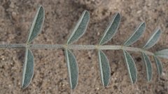 Astragalus aridus