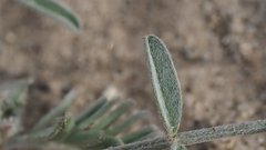 Astragalus aridus